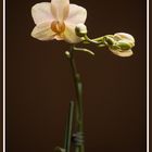 Orchidee 03