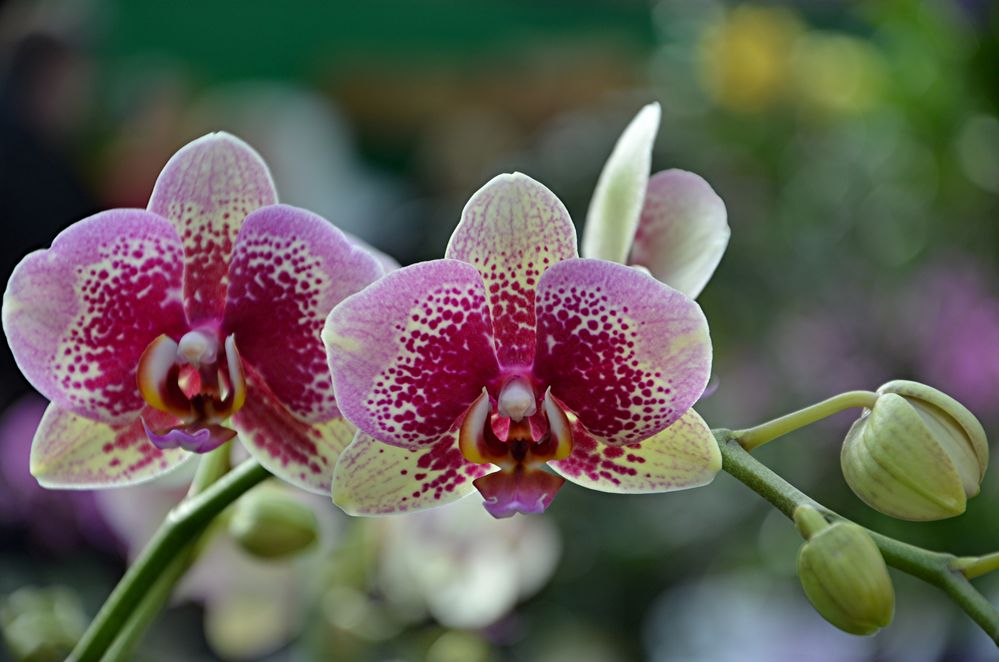 Orchidee 03