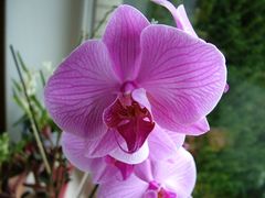 Orchidee