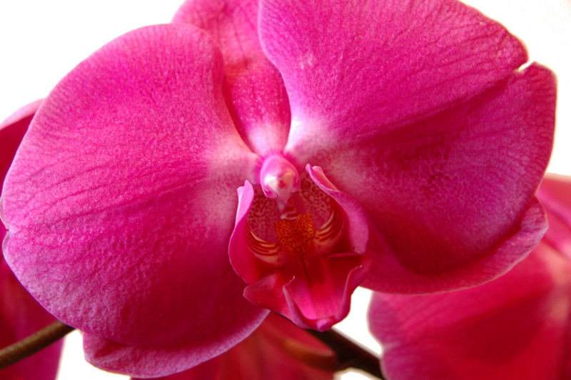 Orchidee