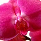 Orchidee