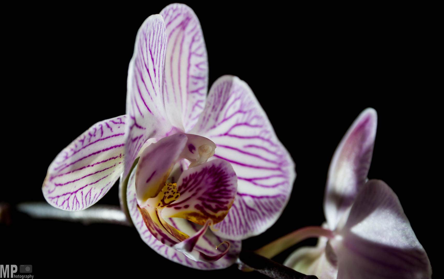 Orchidee