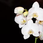 Orchidee