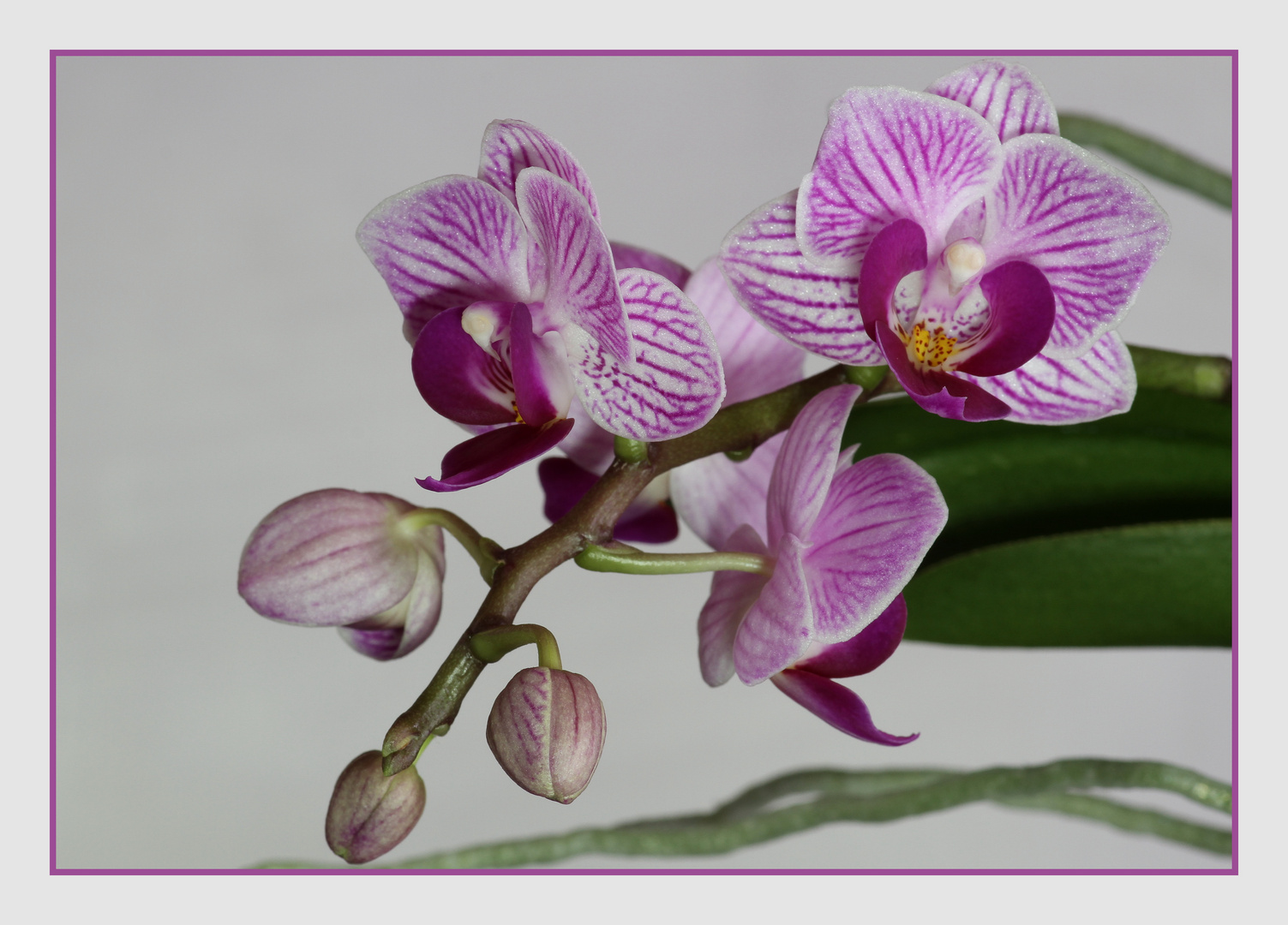 Orchidee