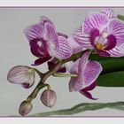 Orchidee