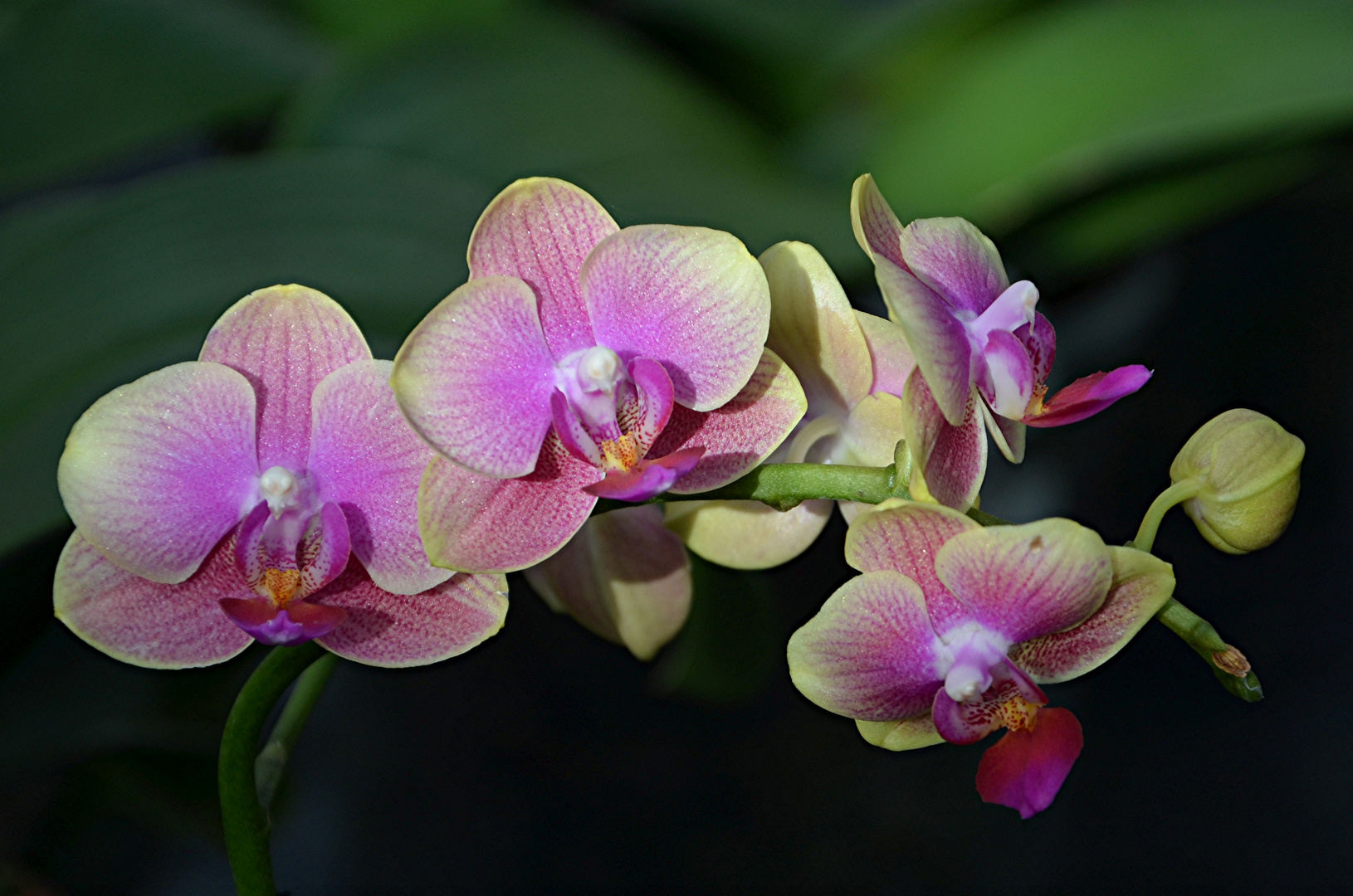 Orchidee 04