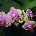 Orchidee 04
