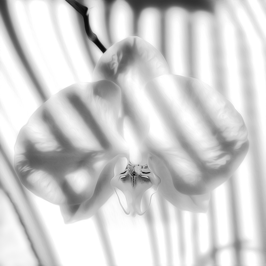 orchidee-04
