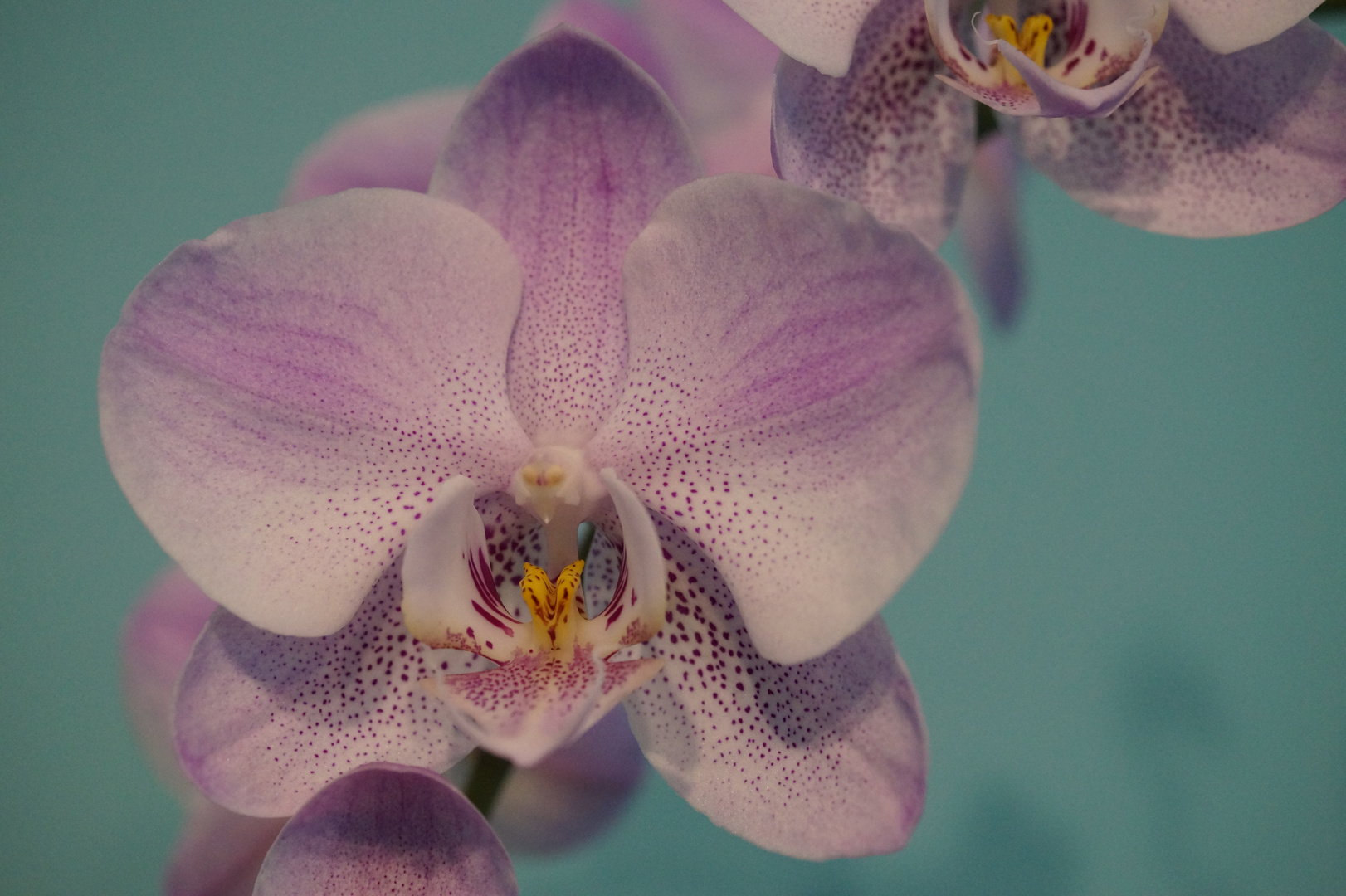 Orchidee, 04.02.2018