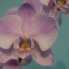 Orchidee, 04.02.2018