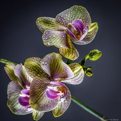 Orchidee 040321