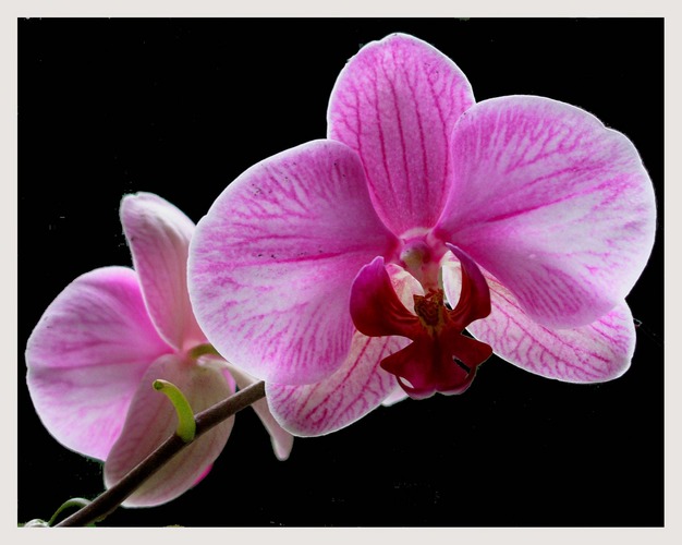 Orchidee