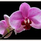 Orchidee