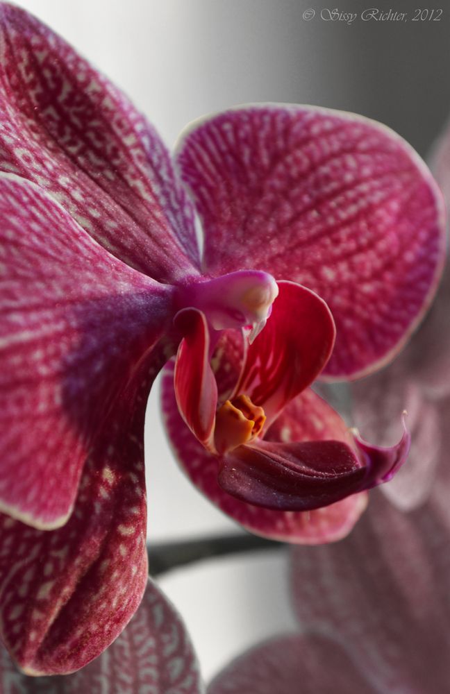 Orchidee