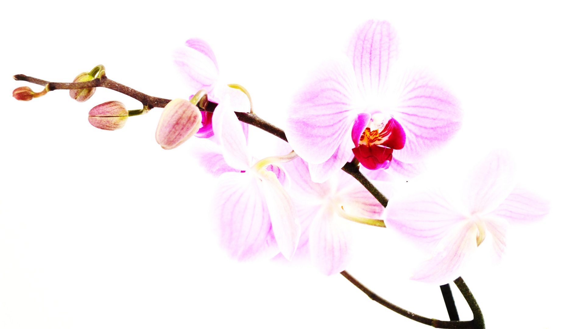 orchidee