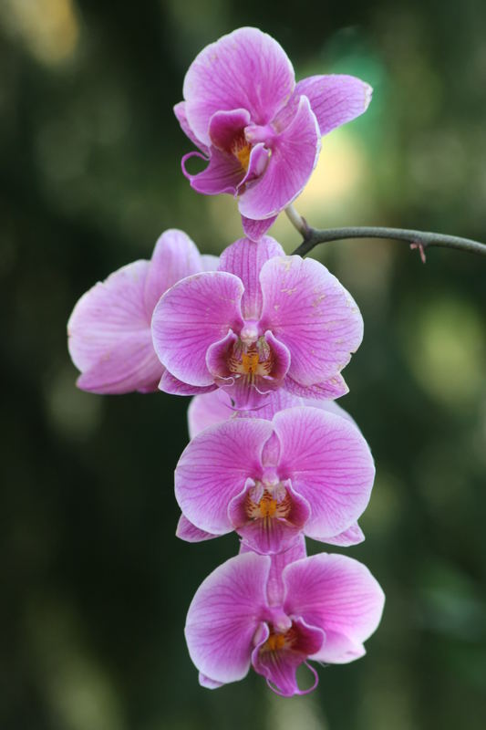 Orchidee