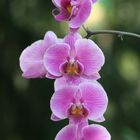 Orchidee