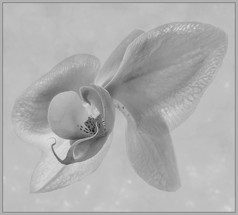 Orchidee