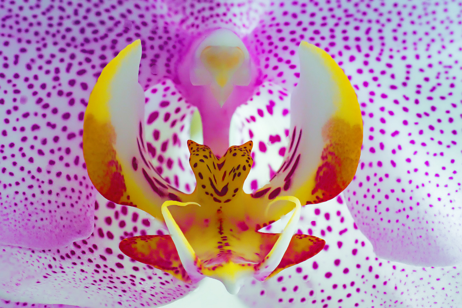 Orchidee