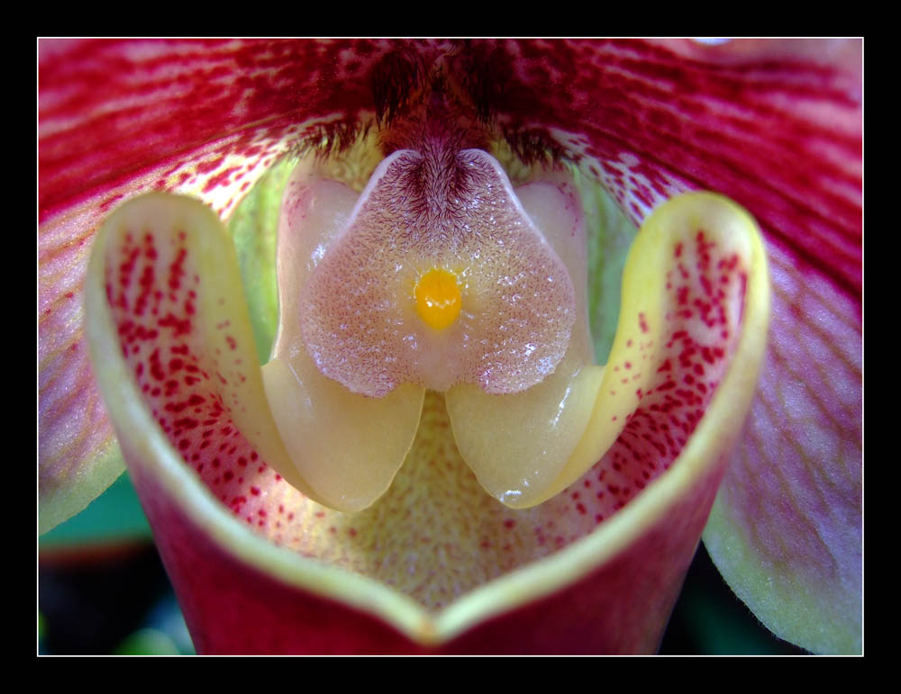 Orchidee