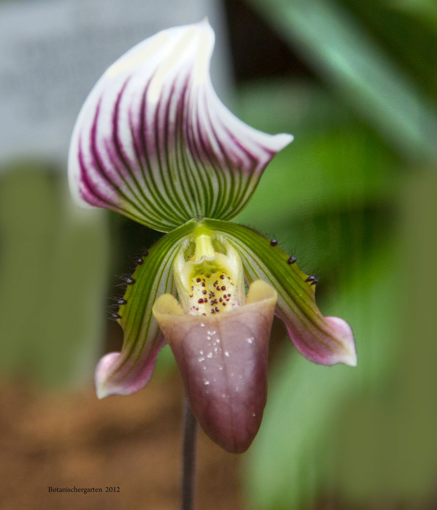 Orchidee von Margarete-Cora