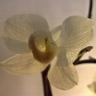 Orchidee