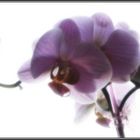 Orchidee