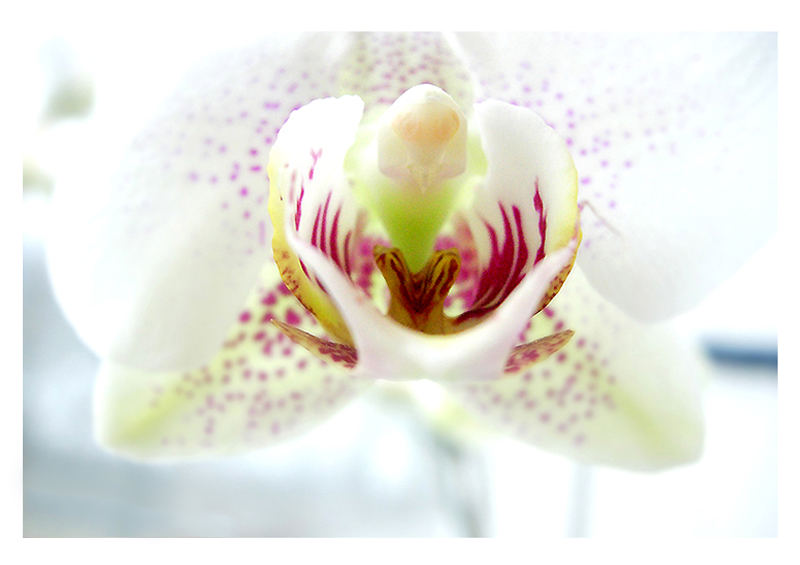 °orchidee