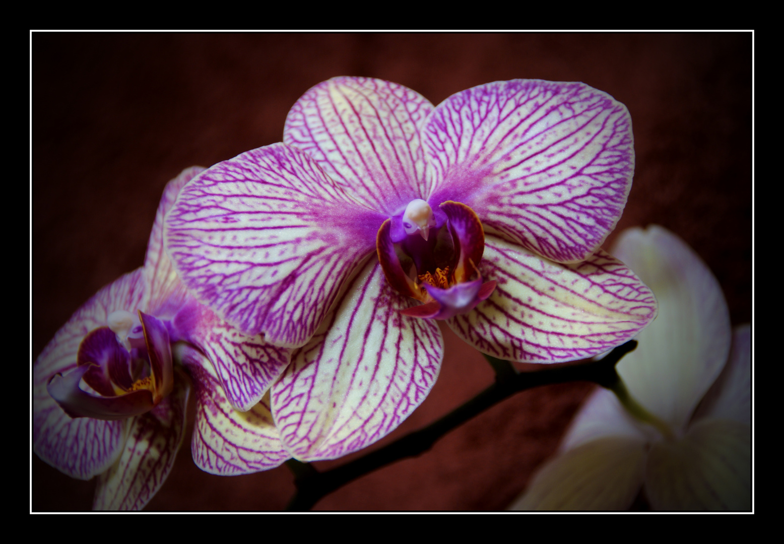 orchidee