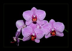 orchidee