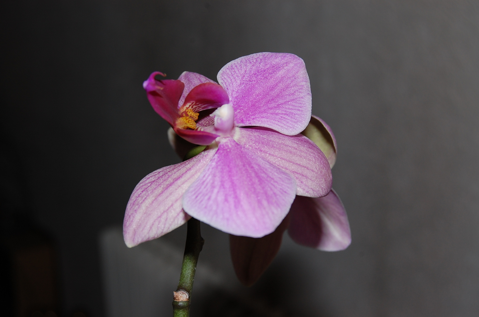 orchidée