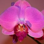 Orchidee