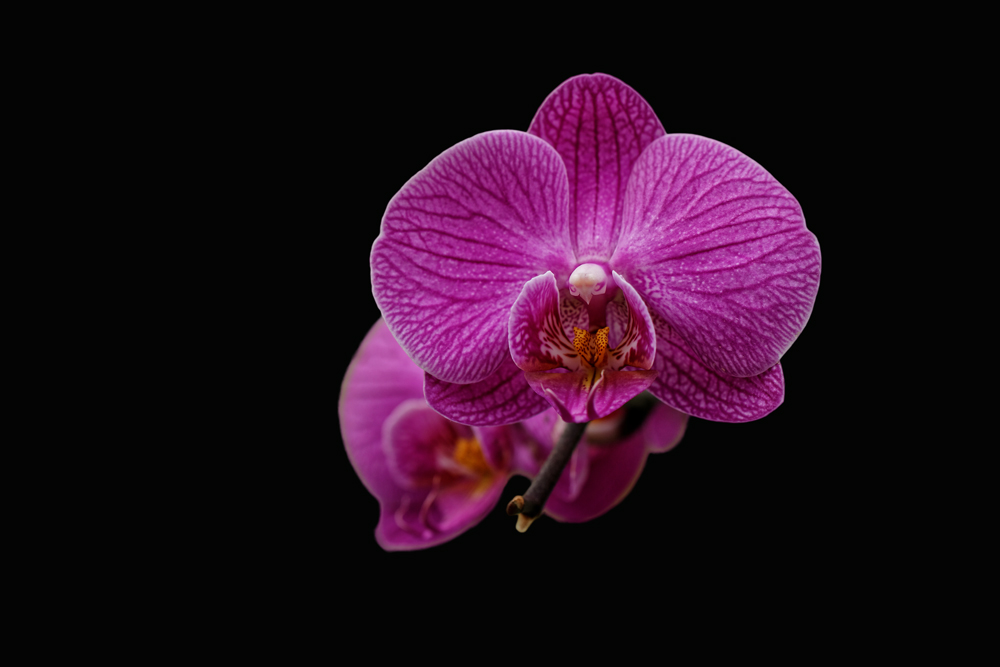 Orchidee