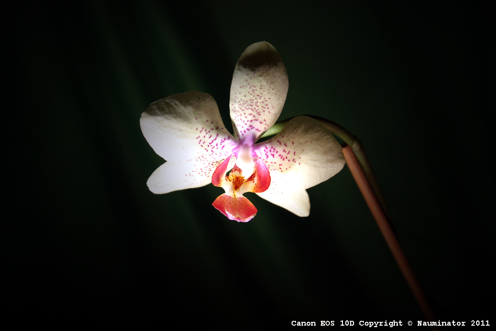 Orchidee 08-01-2011 - II