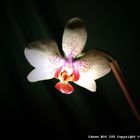 Orchidee 08-01-2011 - II