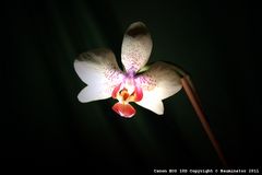 Orchidee 08-01-2011 - II