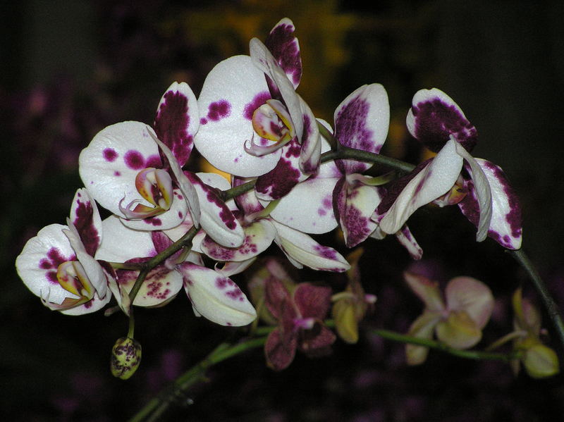 Orchidee