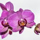 Orchidee