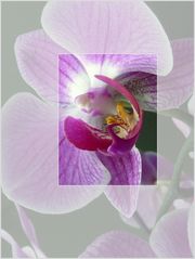 Orchidee