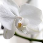 Orchidee