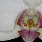 Orchidee