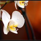 Orchidee