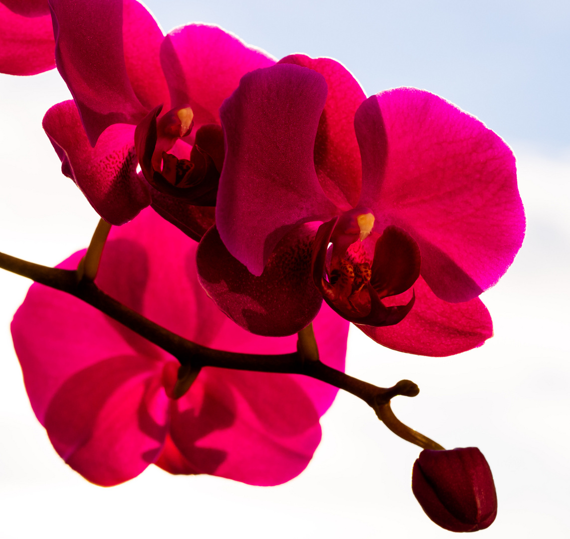 Orchidee 