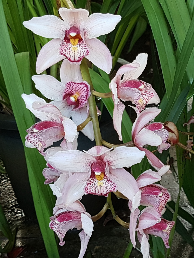 Orchidee...