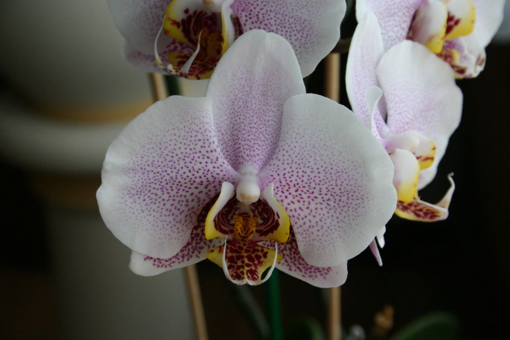 Orchidee