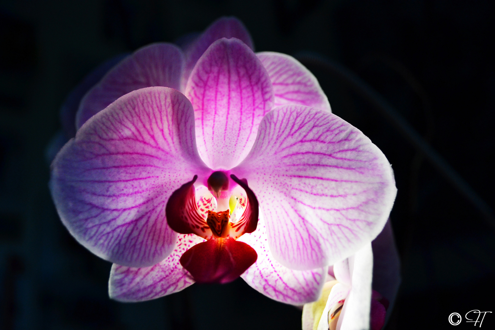 Orchidee