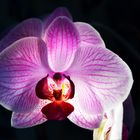 Orchidee