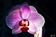 Orchidee