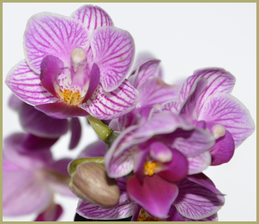 Orchidee