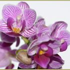 Orchidee